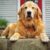 Profilbild von Hundefreund