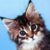 Profilbild von Katzenfreund