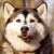 Profilbild von Huskyfreund