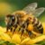 Profilbild von Biene