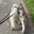 Logo für Gruppe Hunde – Erlebnisse